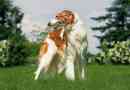 Russian hunting dog hunting - opis ras